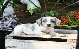 Miniature Australian Shepherd dogs for sale: Flow - Image 3