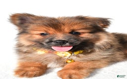 Pomeranian dogs for sale: Bear - Image 4