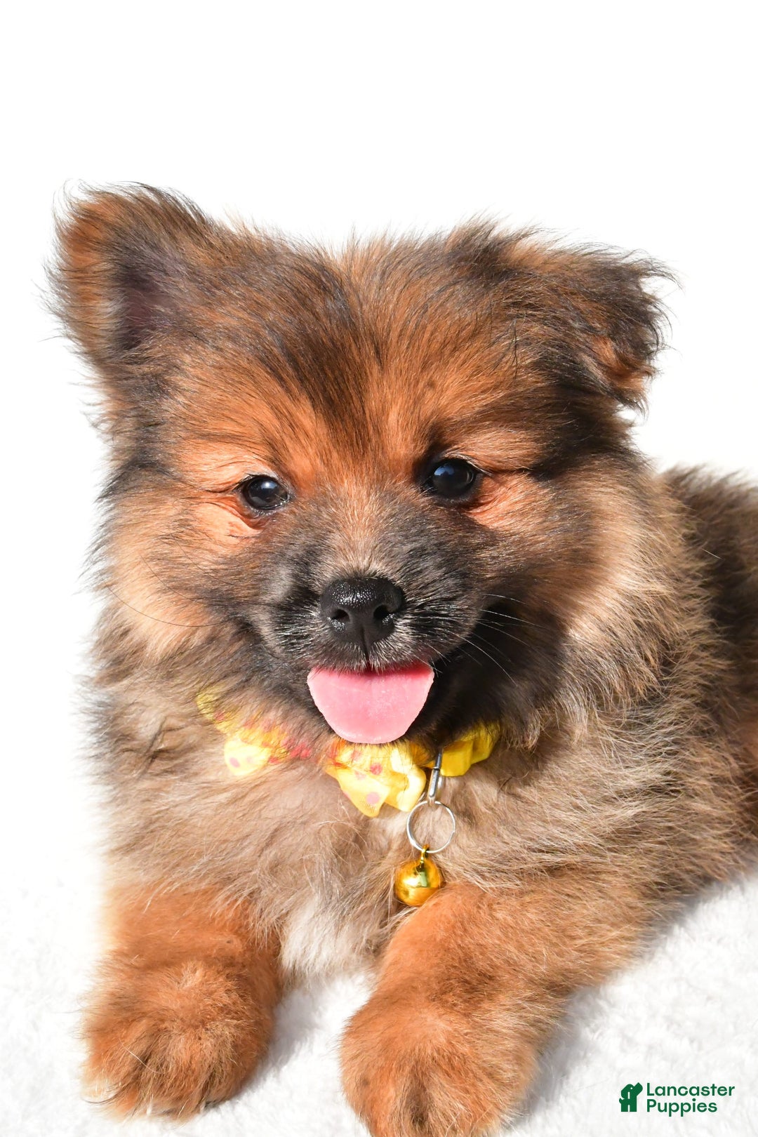 Pomeranian dogs for sale: Bear - Image 4