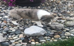 English Shepherd dogs for sale: Tizzy - Image 2