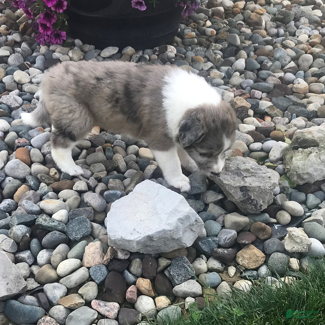 English Shepherd dogs for sale: Tizzy - Image 2