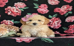 Havapoo dogs for sale: Fergie Hypoallergenic - Image 2