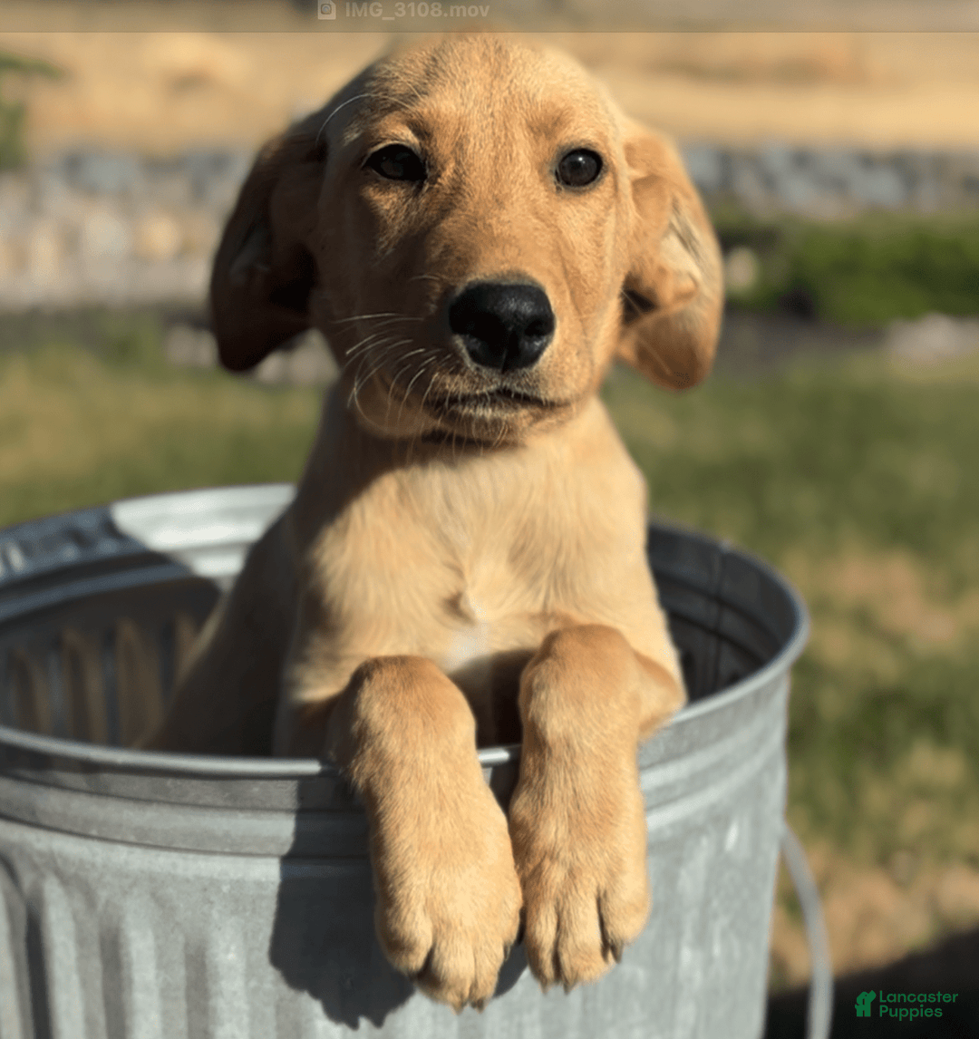 Labrador Retriever dogs for sale: Simba - Image 9