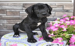 Great Dane dogs for sale: Coffee - Image 6