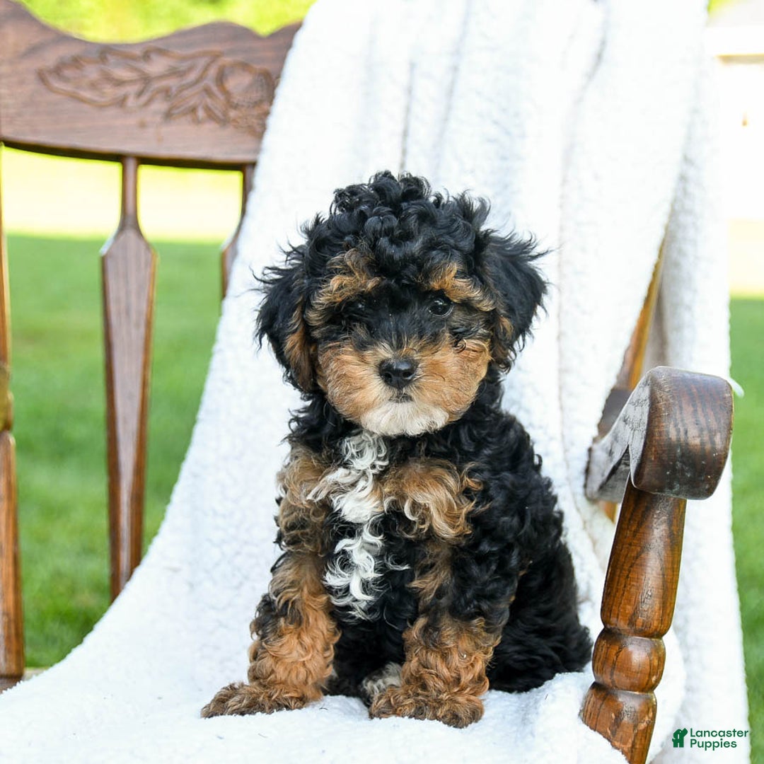 Havapoo dogs for sale: Pickles - Image 4