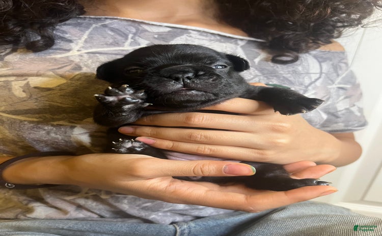 French Bulldog dogs for sale - Ad 4
