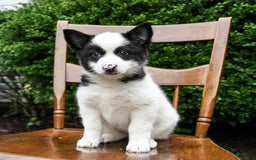 Border Collie dogs for sale: Poppy - Image 1