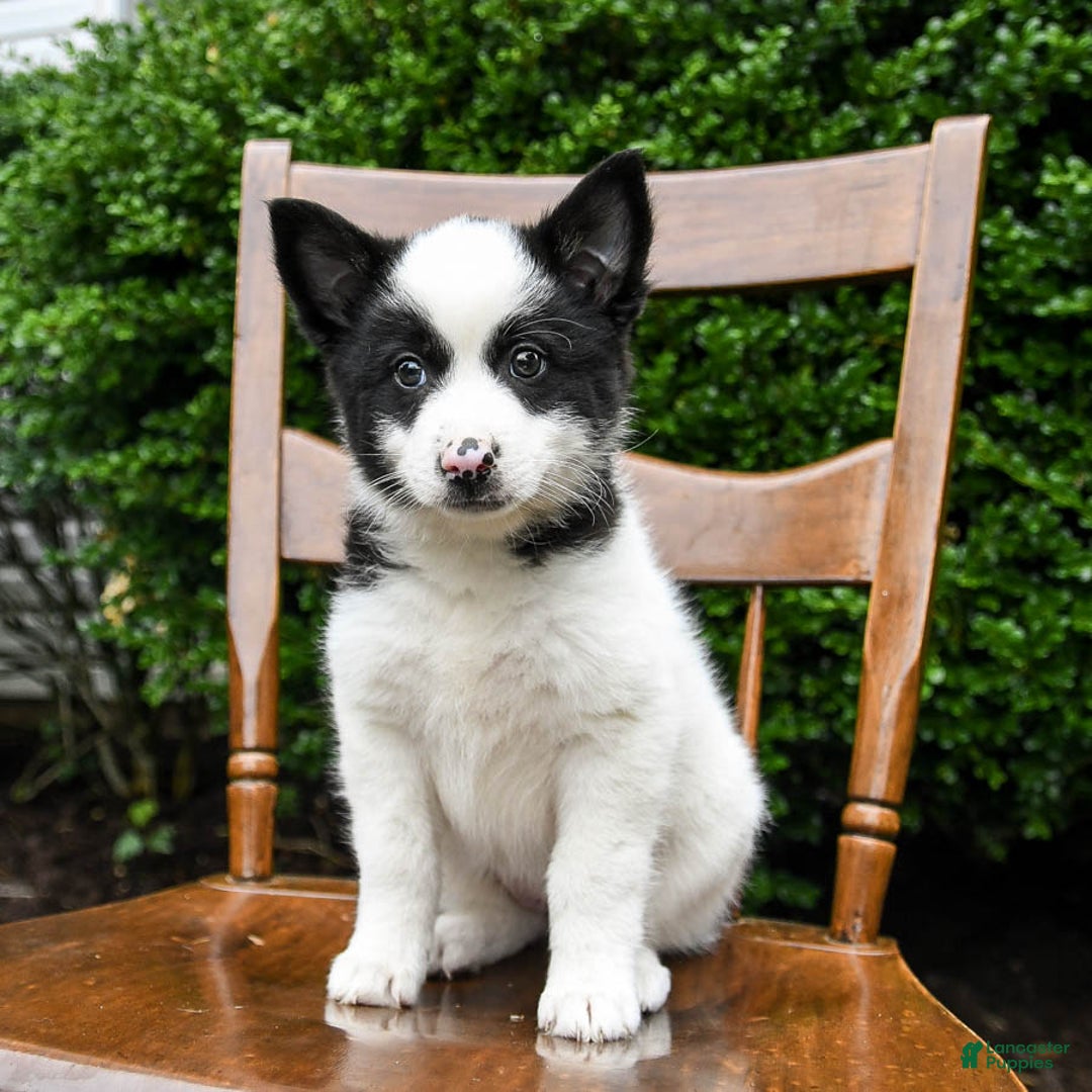 Border Collie dogs for sale: Poppy - Image 1