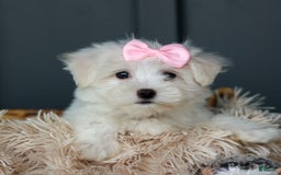 Maltese dogs for sale: Samantha - Image 17