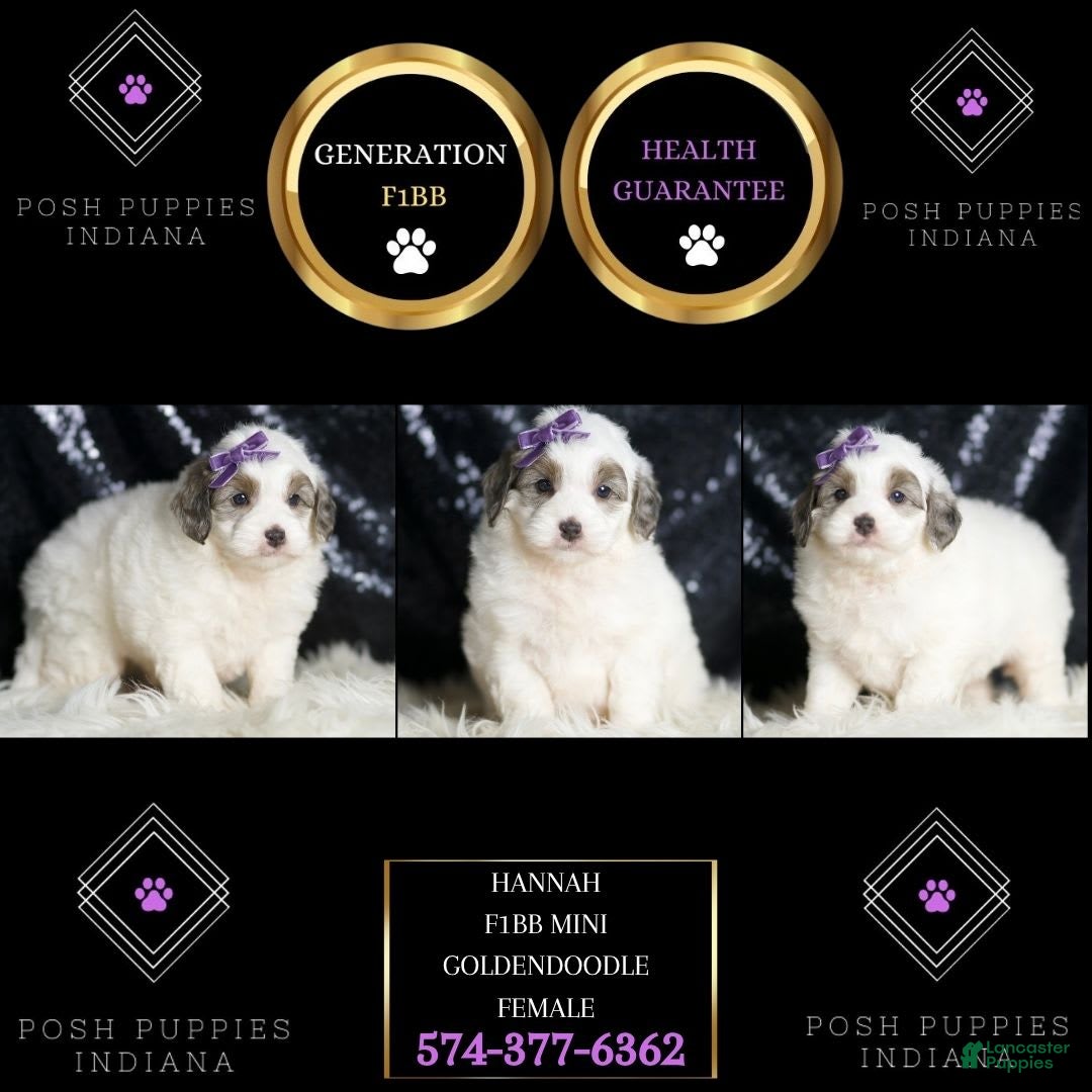 Mini Goldendoodle dogs for sale: Hannah - Image 3