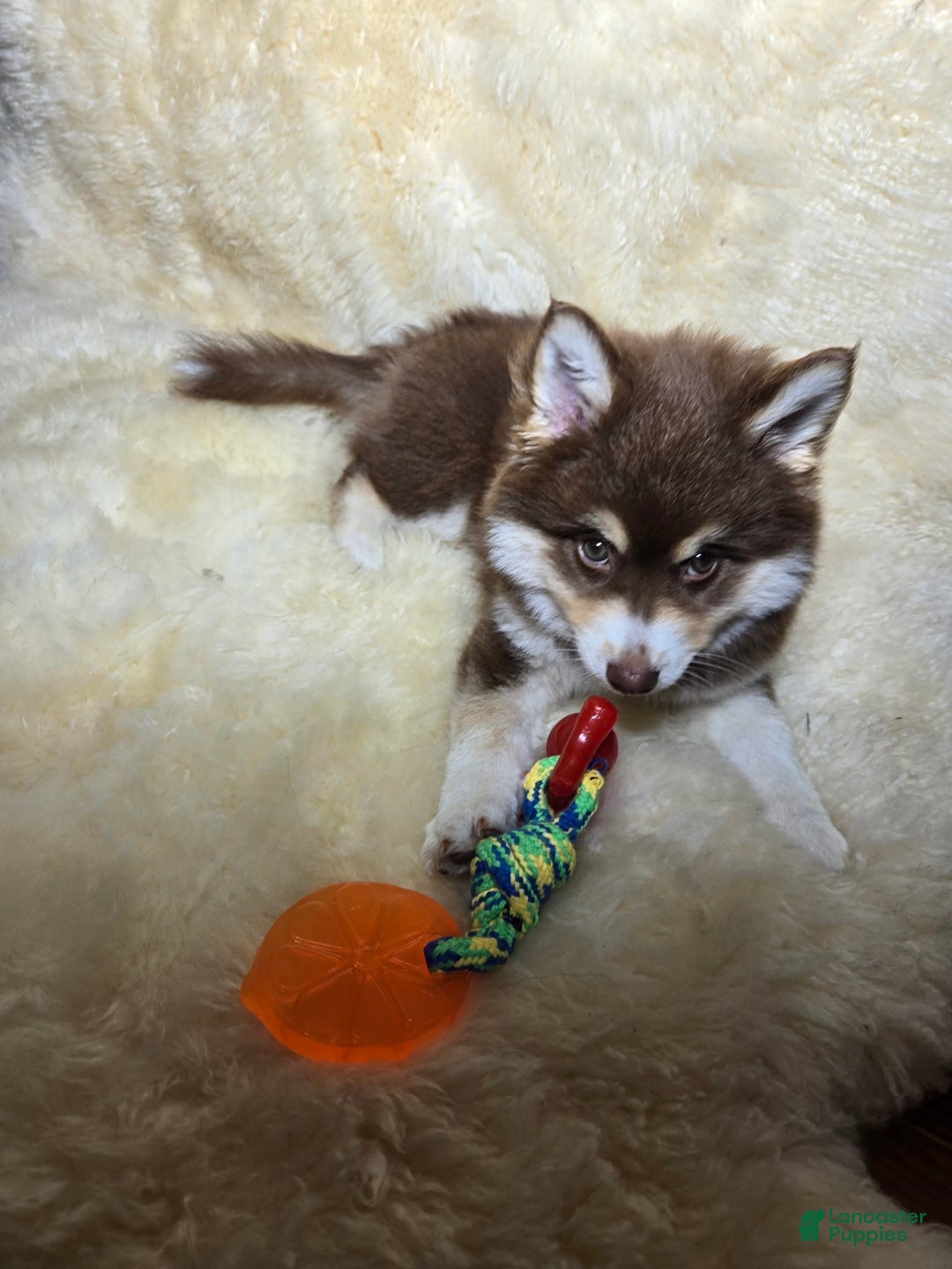 Pomsky dogs for sale: Snuggles - Image 2