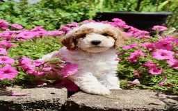 Miniature Poodle dogs for sale: Charlie - Image 4