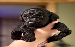 Goldendoodle dogs for sale: Randy - Image 1