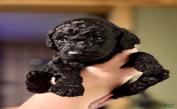 Goldendoodle dogs for sale - Ad 1