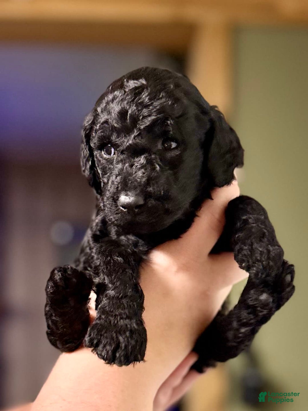 Goldendoodle dogs for sale: Randy - Image 1