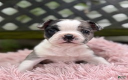 Frenchton dogs for sale: Jaida - Image 20