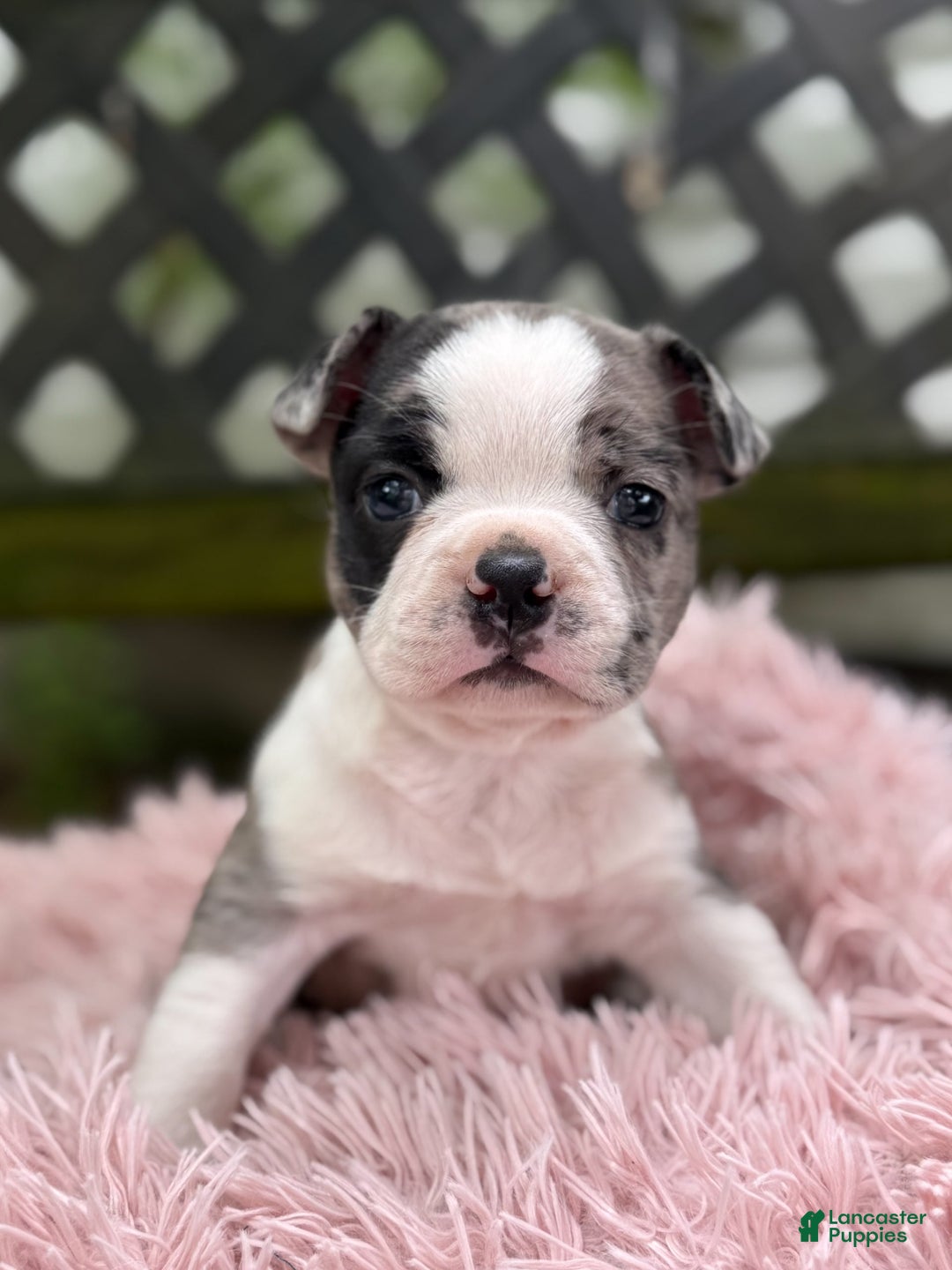 Frenchton dogs for sale: Jaida - Image 20