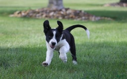 Border Collie dogs for sale: Sunny - Image 4
