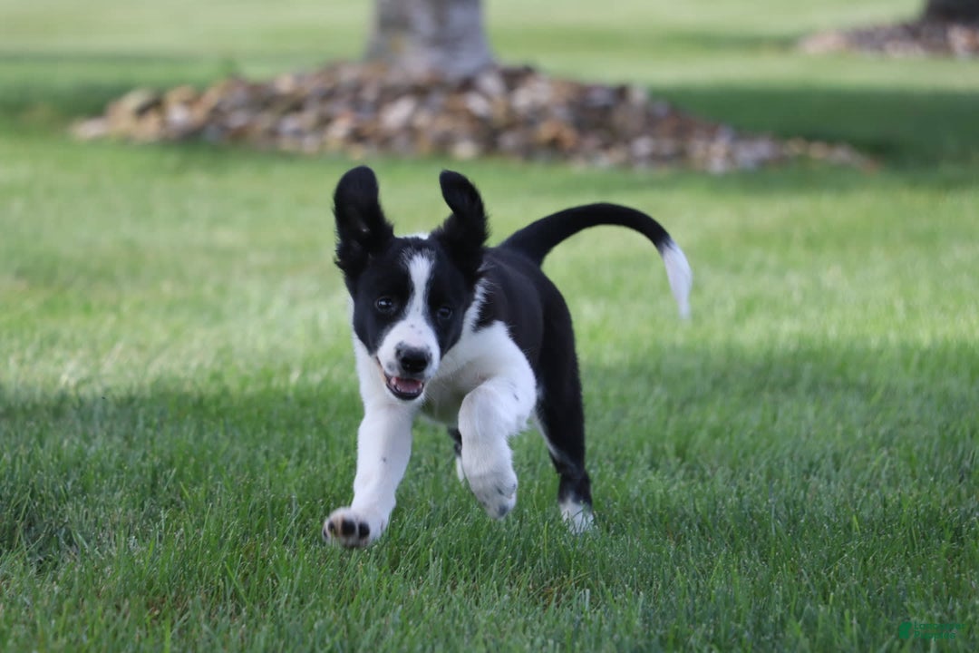 Border Collie dogs for sale: Sunny - Image 4