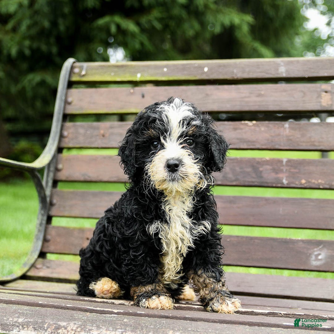 Mini Bernedoodle dogs for sale: Roscoe - Image 5