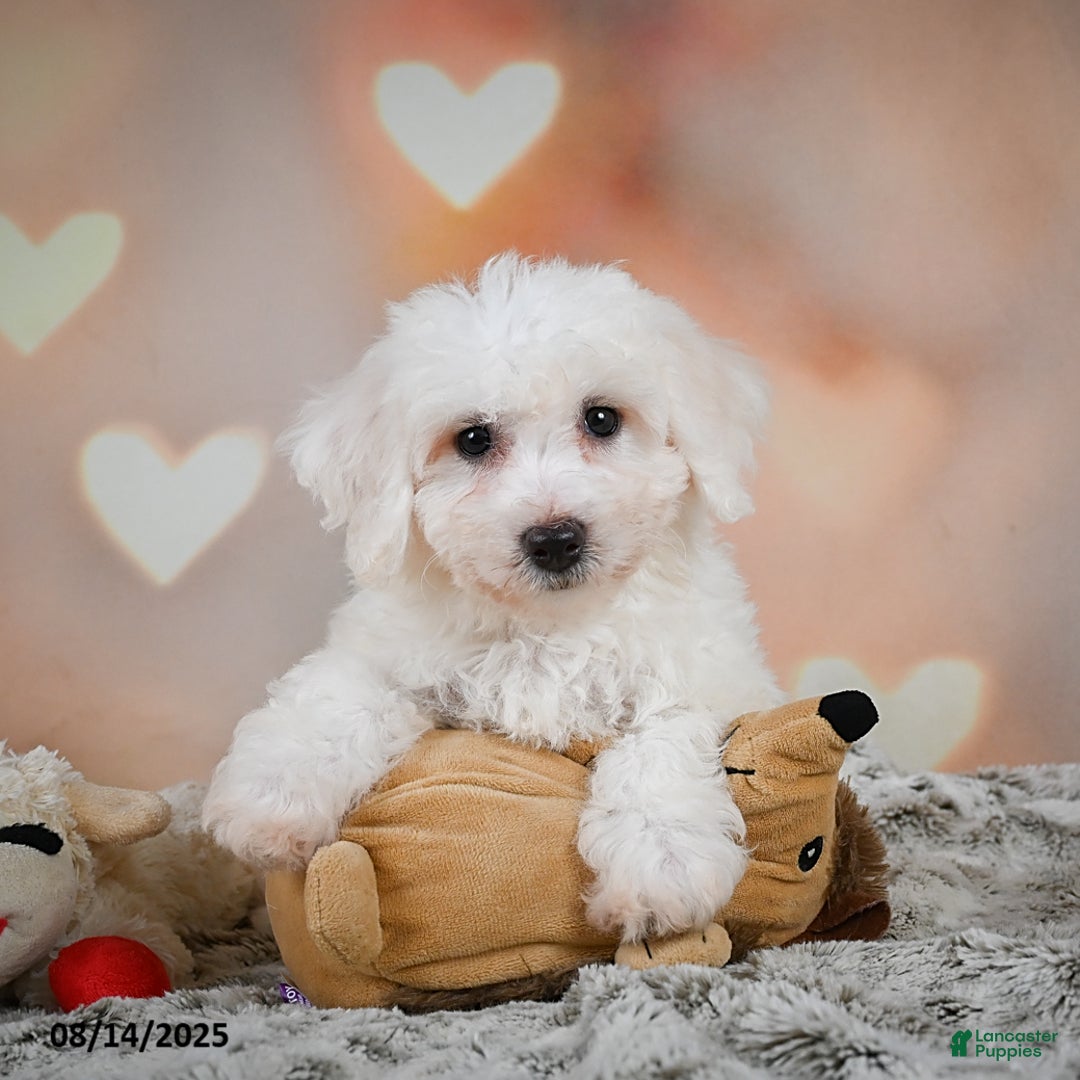 Bichon Frise dogs for sale: Beverly - Image 1
