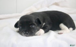 Chihuahua dogs for sale: Lydia - Image 4