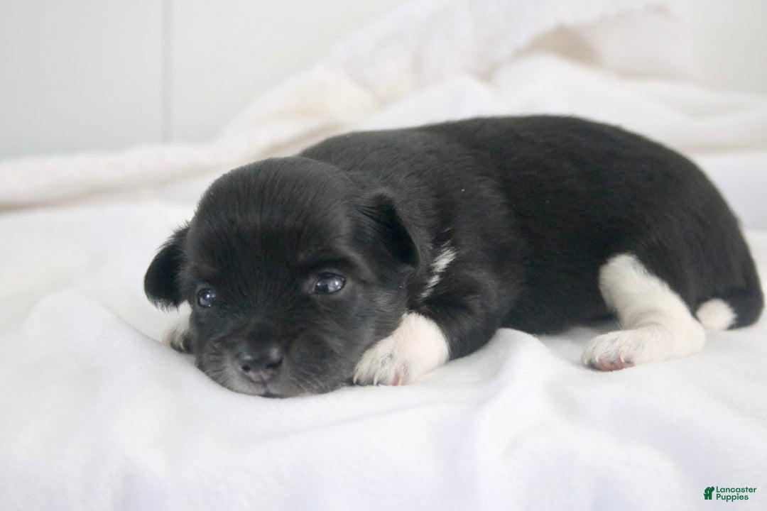 Chihuahua dogs for sale: Lydia - Image 4