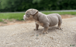 American Bully dogs for sale: Hause - Image 5