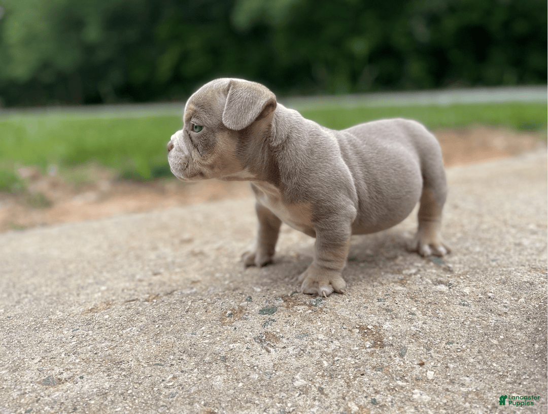 American Bully dogs for sale: Hause - Image 5