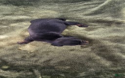 Miniature Dachshund dogs for sale: Molly - Image 7