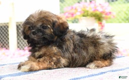 Teddy Bear dogs for sale: Sandy - Image 4