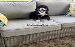 Bernedoodle dogs for sale: Kenneth - Image 2
