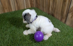 Cavapoo dogs for sale: Bertha Girl 1 - Image 4