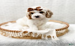 Cavapoo dogs for sale: Cavapoo 4 puppies - Image 15