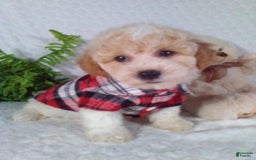 Bichpoo dogs for sale: Jasper - Image 3