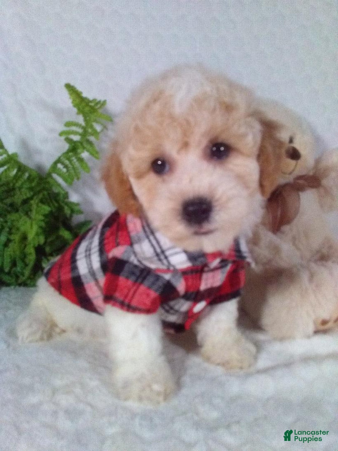 Bichpoo dogs for sale: Jasper - Image 3