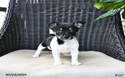 Pomeranian dogs for sale: Pomeranian 4 puppies - Image 4