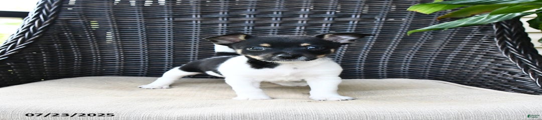 Nacho