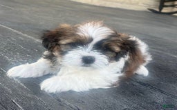 Shorkie dogs for sale: Tara - Image 4