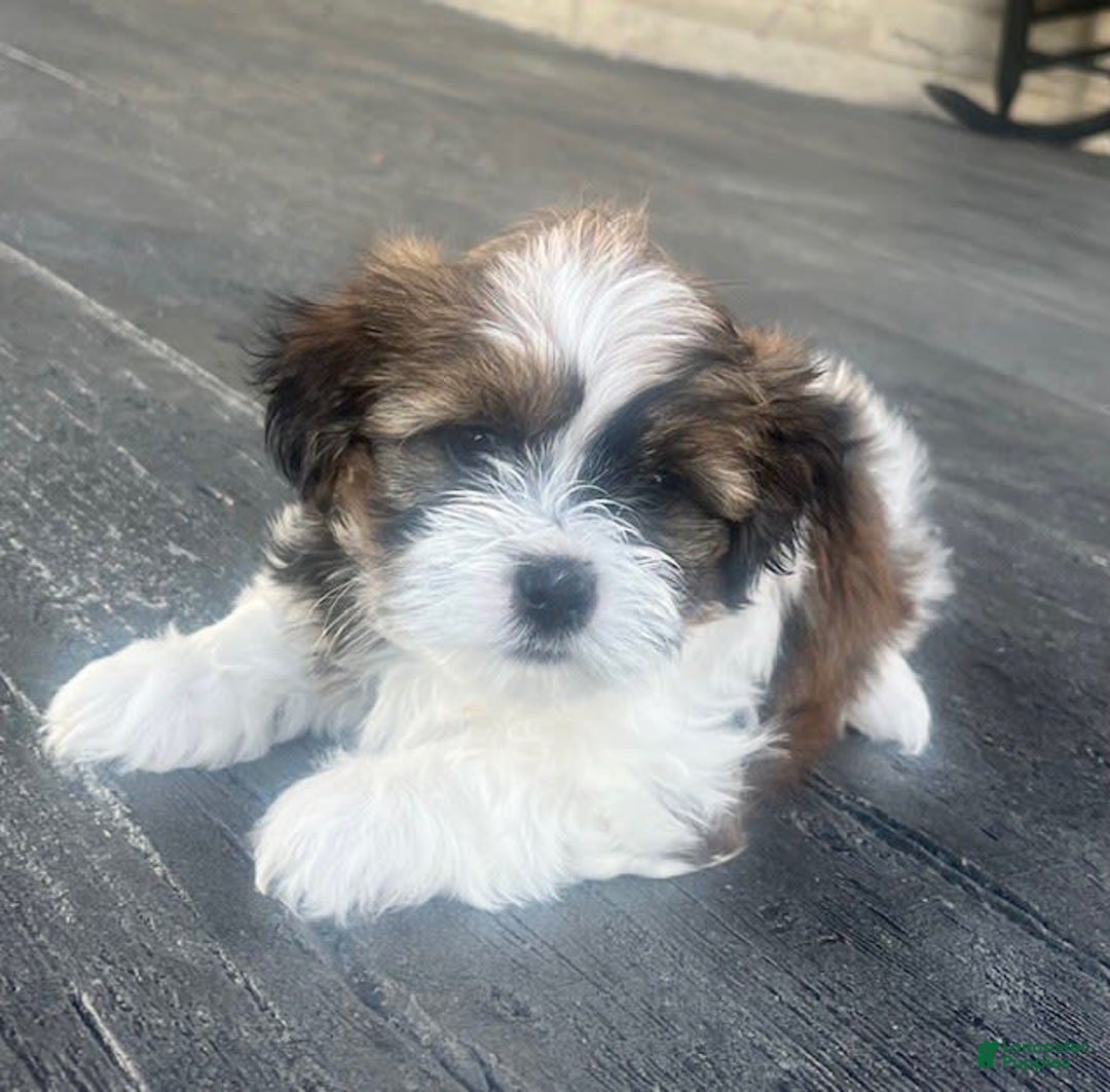 Shorkie dogs for sale: Tara - Image 4