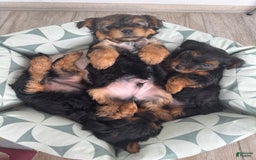 Yorkshire Terrier dogs for sale: Male / Blue Collar - Image 3