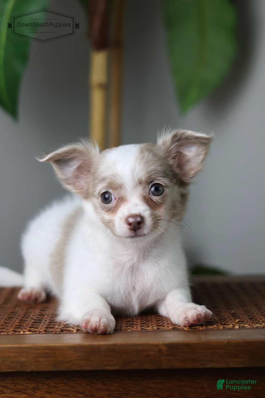 Chihuahua dogs for sale: Cyrus - Image 3