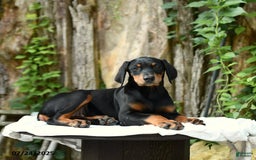 Doberman Pinscher dogs for sale: Precious - Image 10