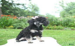 Toy Poodle dogs for sale: Twinkle - Image 13