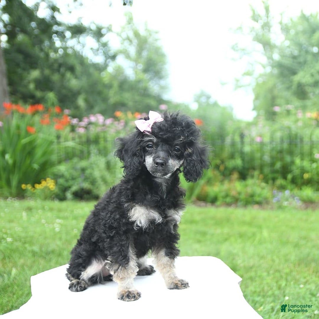 Toy Poodle dogs for sale: Twinkle - Image 13