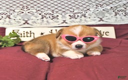 Welsh Corgi Pembroke dogs for sale: Hope - Image 6