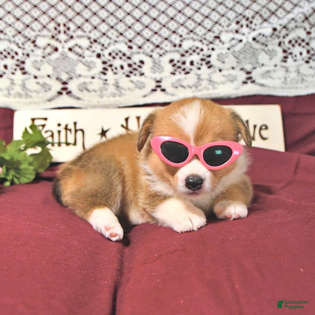 Welsh Corgi Pembroke dogs for sale: Hope - Image 6