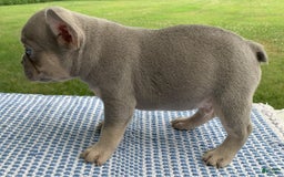 French Bulldog dogs for sale: Pablo - Image 2
