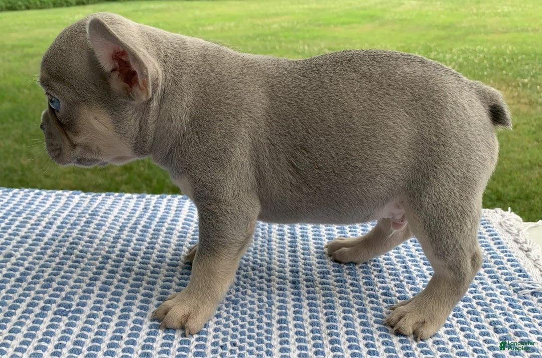 French Bulldog dogs for sale: Pablo - Image 2