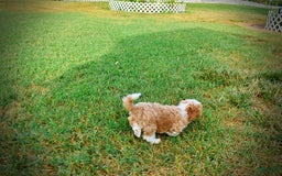 Havapoo dogs for sale: Jinga - Image 16